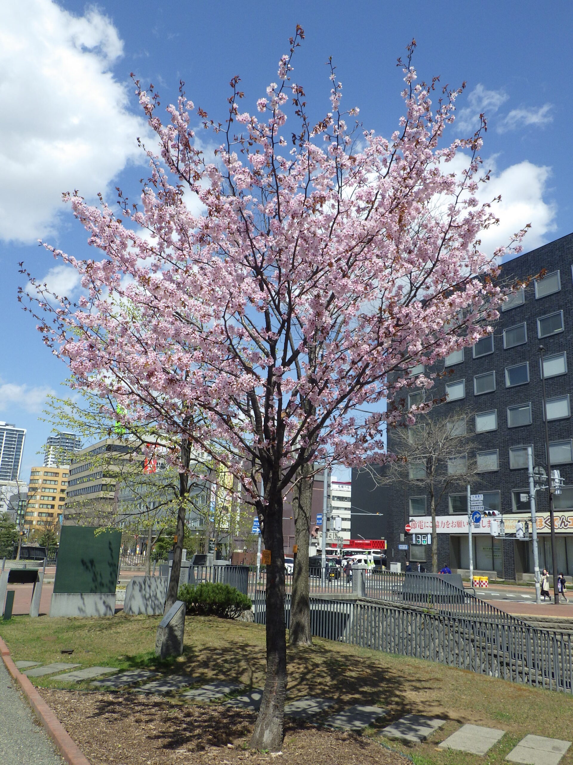 エゾヤマザクラ0427 6 創成川公園 エゾヤマザクラ0427 6 創成川公園