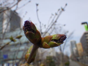 4月15日のライラックエスタースティリーの芽