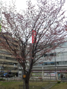 4月22日のエゾヤマザクラの様子