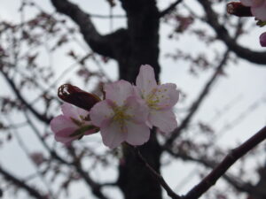 4月22日にエゾヤマザクラが開花している様子1