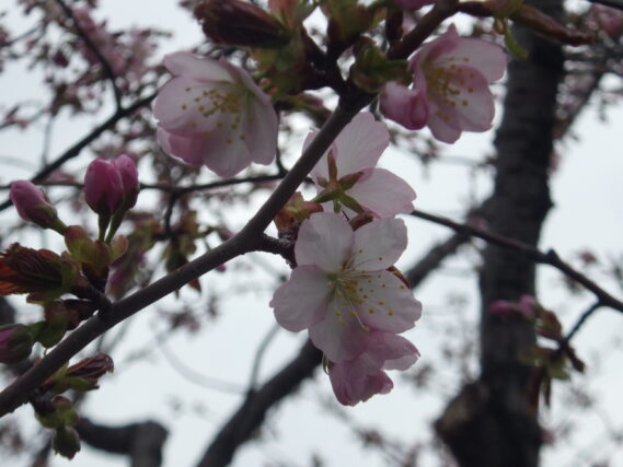 「さくら情報」の画像