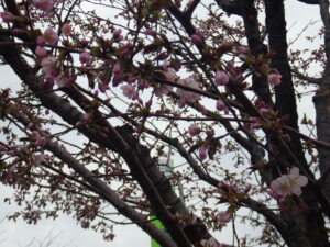 4月22日にエゾヤマザクラが開花している様子