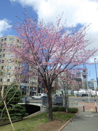 「公園さくら情報」の画像