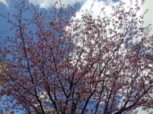 4月27日のエゾヤマザクラの咲いている様子3