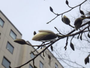 4月15日のキタコブシの様子1