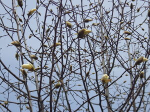 4月15日のキタコブシの様子2