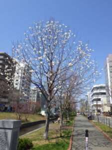 4月21日のキタコブシ