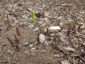 4月26日のドイツスズランの芽