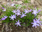 4月15日に咲いていたチオノドクサの花2