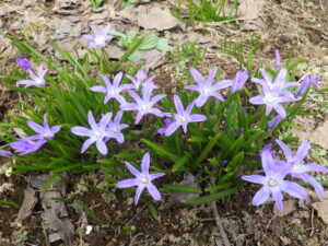 4月15日に咲いていたチオノドクサの花2