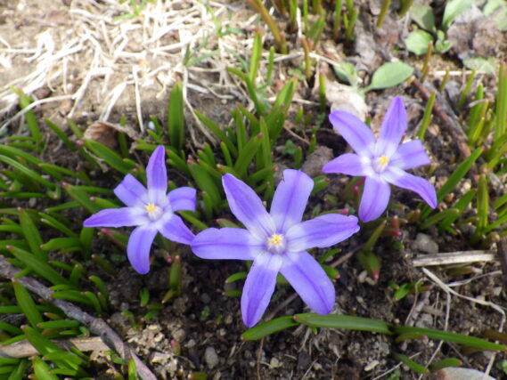 「春が来ました。今日の園内」の画像