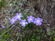 4月15日に咲いていたチオノドクサの花4