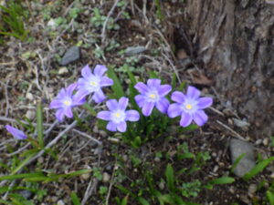 4月15日に咲いていたチオノドクサの花4