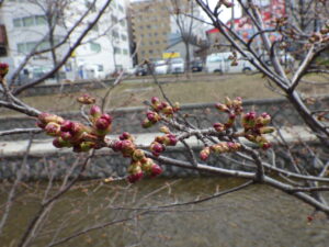 4月15日のチシマザクラのつぼみの様子3