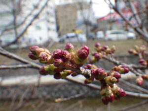 4月15日のチシマザクラのつぼみの様子2