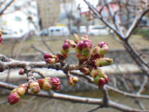 4月15日のチシマザクラのつぼみの様子1