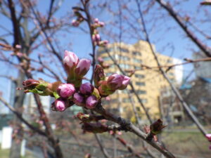 4月21日のチシマザクラのつぼみ