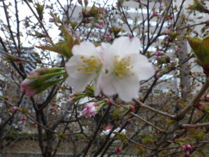 4月22日に咲いているチシマザクラの花3