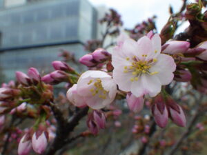 4月22日に咲いているチシマザクラの花1
