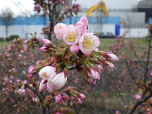 4月22日に咲いているチシマザクラの花2