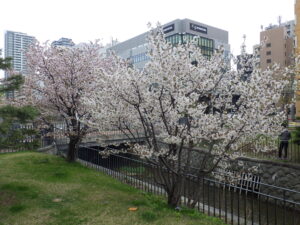 4月26日のチシマザクラの咲いている様子1