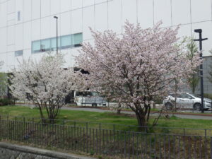 4月26日のチシマザクラの咲いている様子2