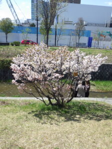 4月27日のチシマザクラの咲いている様子1