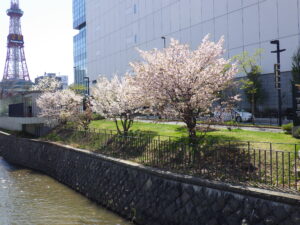 4月27日のチシマザクラの咲いている様子