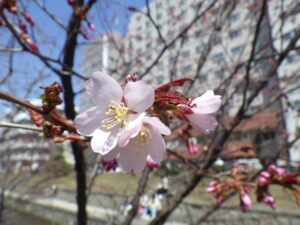 4月21日に開花していたチシマザクラの花1