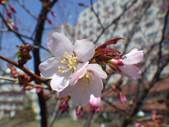 「開花宣言チシマザクラ」の画像