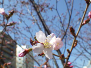 4月21日に開花していたチシマザクラの花3