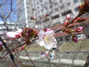 4月21日に開花していたチシマザクラの花4