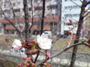 4月21日に開花していたチシマザクラの花5