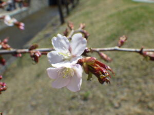 4月21日に開花していたチシマザクラの花6