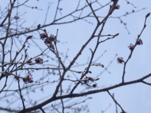 4月15日のハルニレの花2