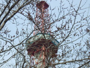 4月15日のハルニレの花3