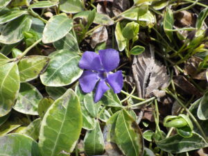 4月15日に咲いていたビンカミノールの花