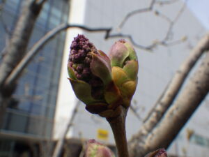 4月15日のライラックフランクフルターフリューリンクの芽