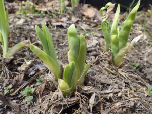4月15日のヘメロカリスの芽の様子1