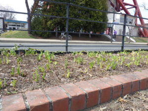 4月15日のヘメロカリスの芽の様子2