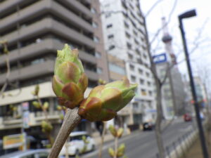 4月15日のライラックベルドゥーナンシーの芽