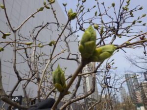 4月15日のライラックミスヱレンウィルモットの芽