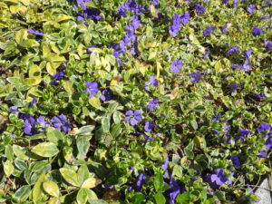 4月27日に咲いていたビンカミノールの花