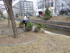 4月12日に冬囲い外しの活動をする植物ボランティア3