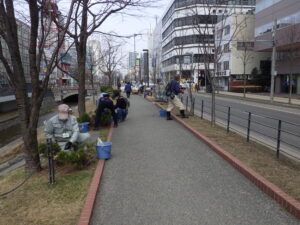 4月12日に冬囲い外しの活動をする植物ボランティア4