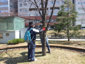 4月19日に樹名板の取り付けを行う植物ボランティア5