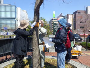4月19日に樹名板の取り付けを行う植物ボランティア1