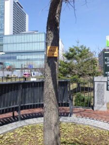 春楡の木につけられた樹名板