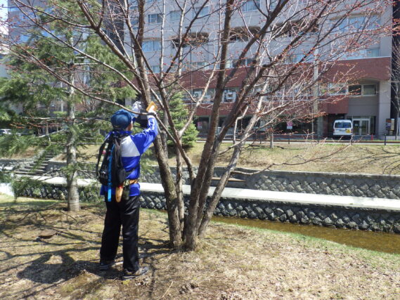 「樹名板取り付け。植物ボランティア」の画像