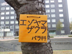 エゾヤマザクラの樹名板の画像